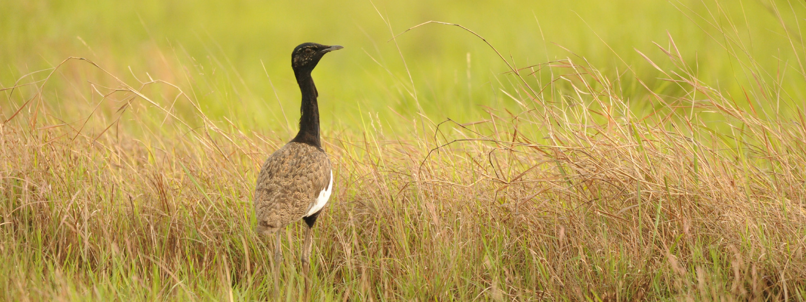 Bengal Florican_2.jpg